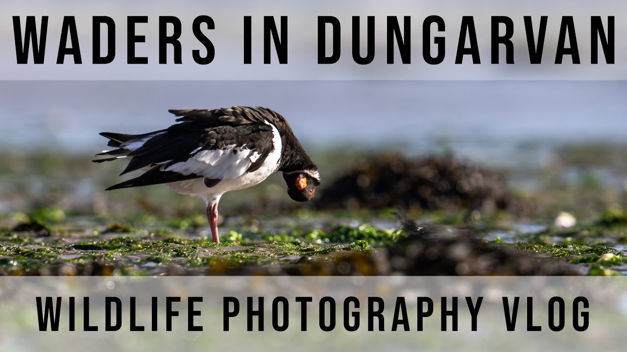 Photographing Waders & Seabirds in Dungarvan | Wildlife Photography Vlog