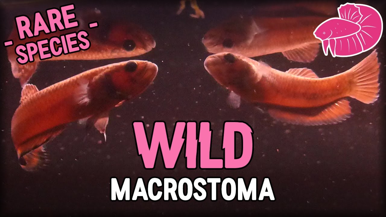 Rare Wild Betta Unboxing!