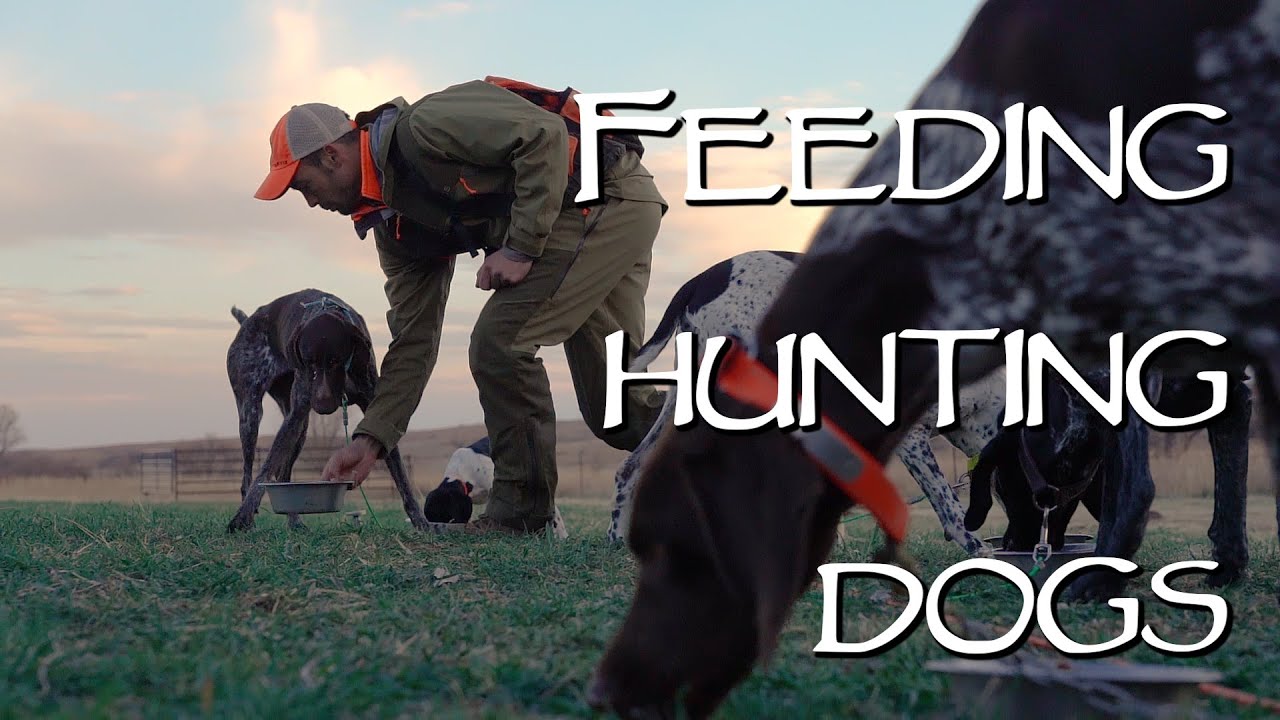 Hunting Dog Health - Feeding Your Dog On The Road