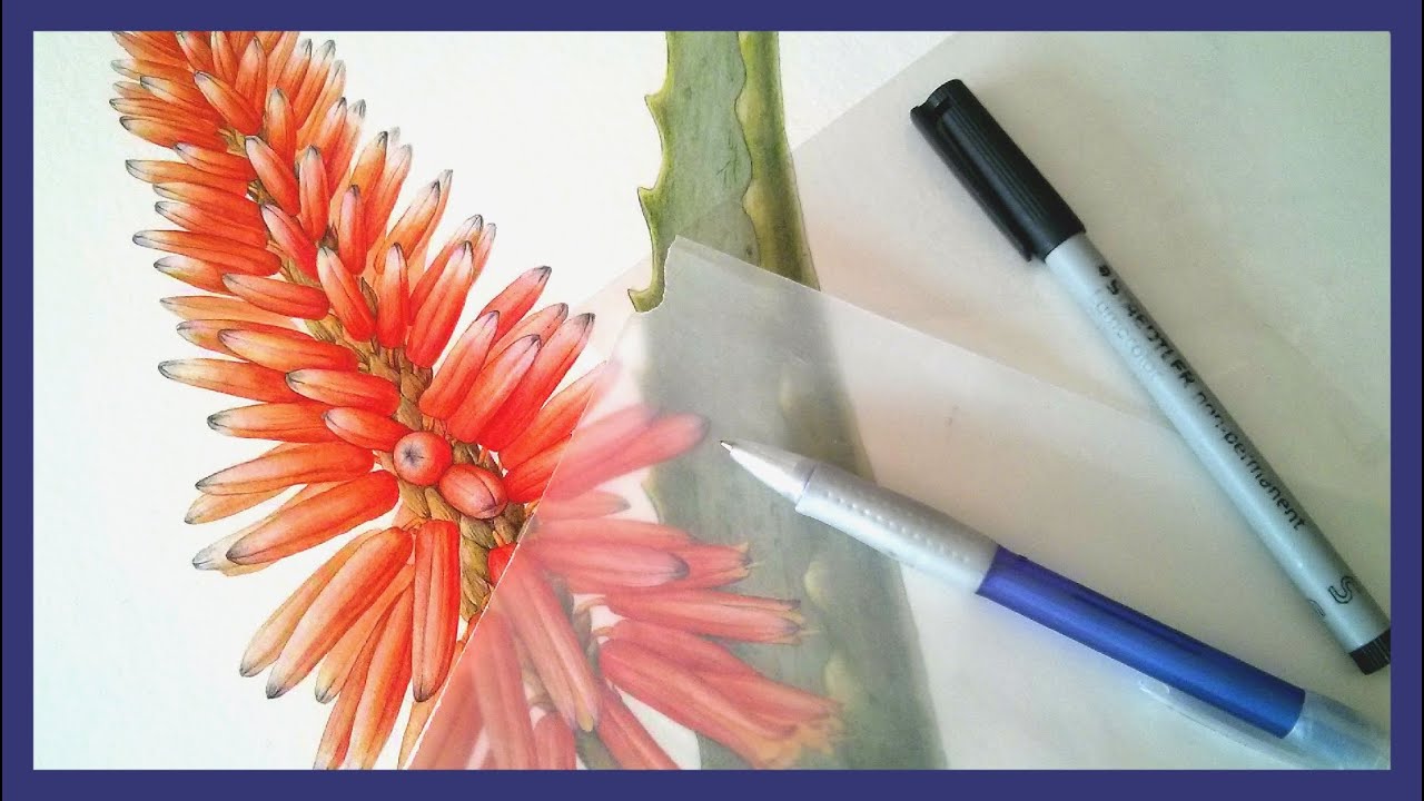 How to check darks and shadows in your botanical art