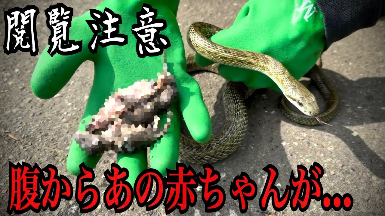 【閲覧注意】腹が膨れ上がった巨大アオダイショウを捕まえたら