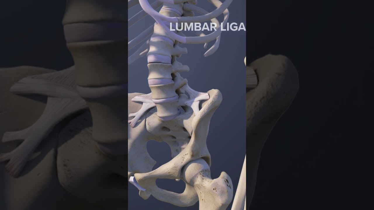 Anatomy of the L5-S1 Spinal Motion Segment