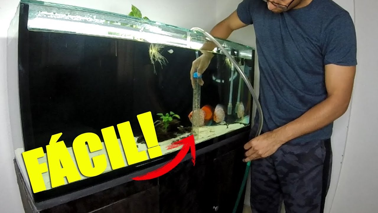 Cómo limpiar el fondo del acuario FÁCIL Y RÁPIDO | SIFÓN PARA ACUARIOS  🛠✔