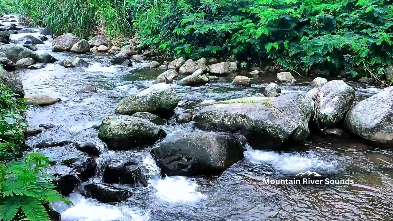 Deep Sleep Made Easy — Forest River Sound Sleep ASMR