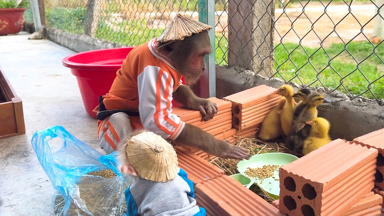Babysitter CUTIS A Chaotic Day Caring for Baby Ducks and Buem