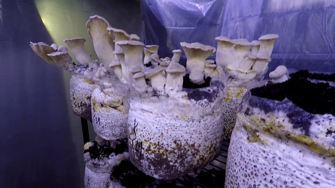 Gobs of king oyster mushrooms from coconut coir cased grain blocks