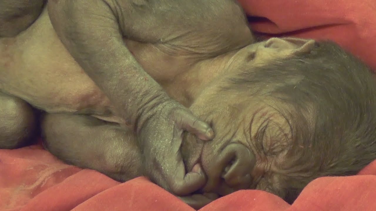 Adorable! Rare Baby Gorilla Born By Caesarean Section