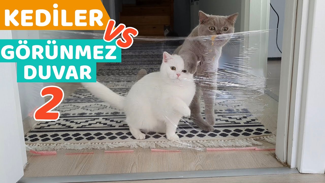KEDİLER GÖRÜNMEZ DUVARA KARŞI (Bambam Yıktı Geçti)