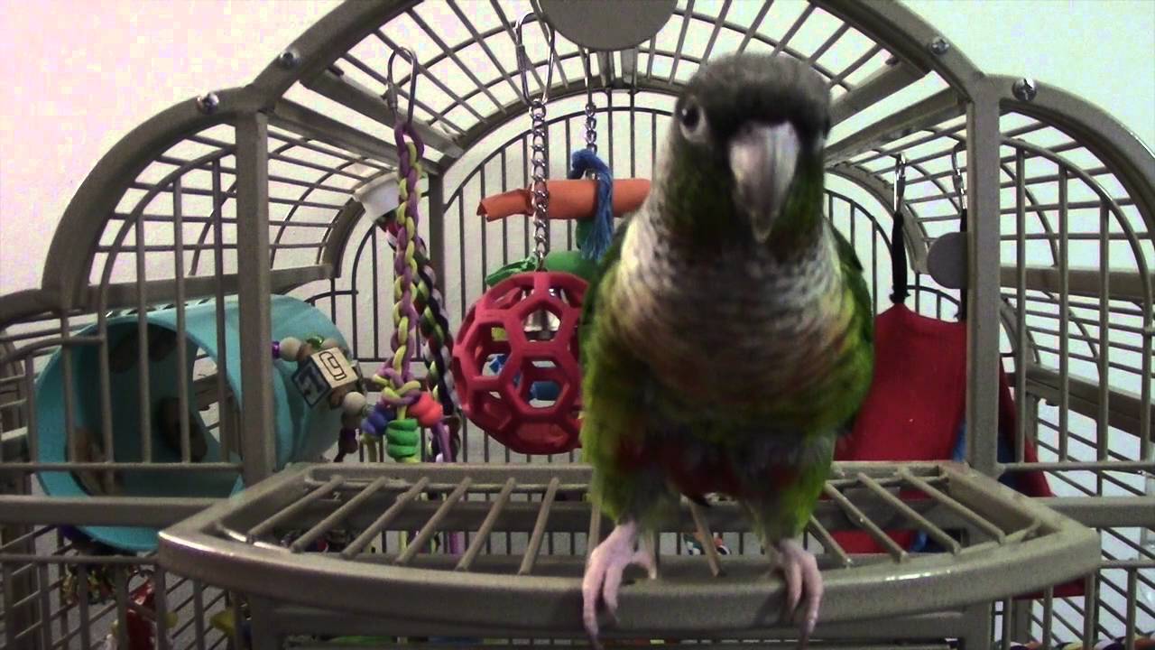 Part 1:  Kiwi cage tour