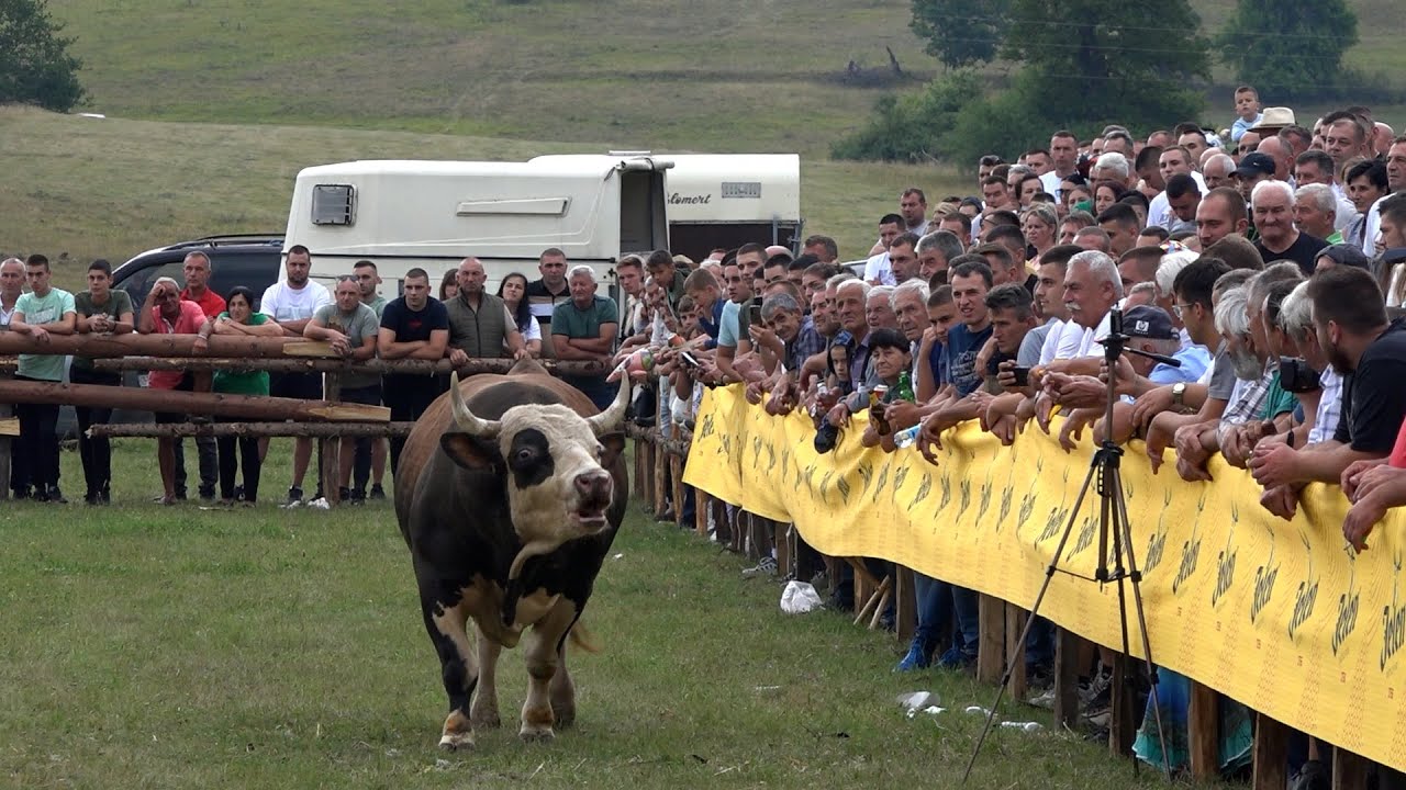 KORIDA BORIKE 2025  !!!