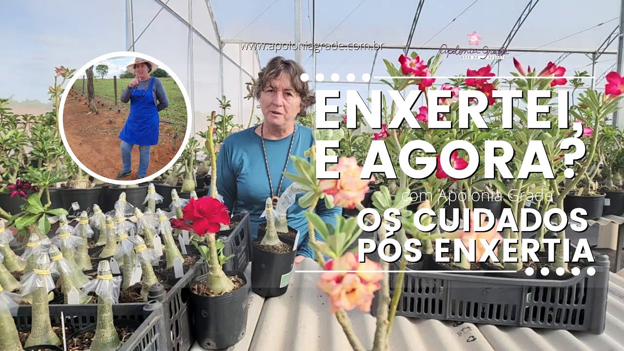 ENXERTEI ROSA DO DESERTO: E AGORA? REGA, ADUBAÇÃO, SOL/SOMBRA, RETIRAR PLÁSTICO