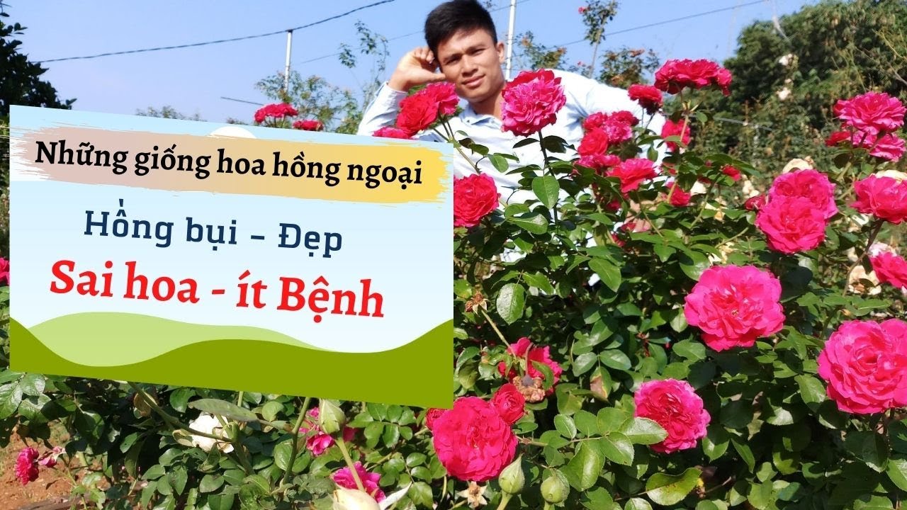 20 Giống hoa hồng ngoại đẹp I Hoa hồng bụi sai hoa - ít bệnh