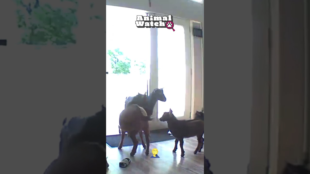 Caught On Camera: Kids & Animals