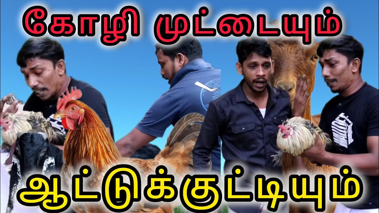 கோழி முட்டையும் ஆட்டுக்குட்டியும்😛 /kky mahilchi 🥳 fun 💯😁 அலப்பறைகள் #comedy 