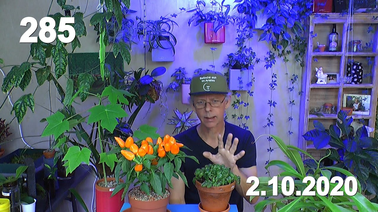 Karnivoren Zwergkrug, Kannenpflanze und Drosera als Zimmerpflanze. Wir lernen weiter dazu