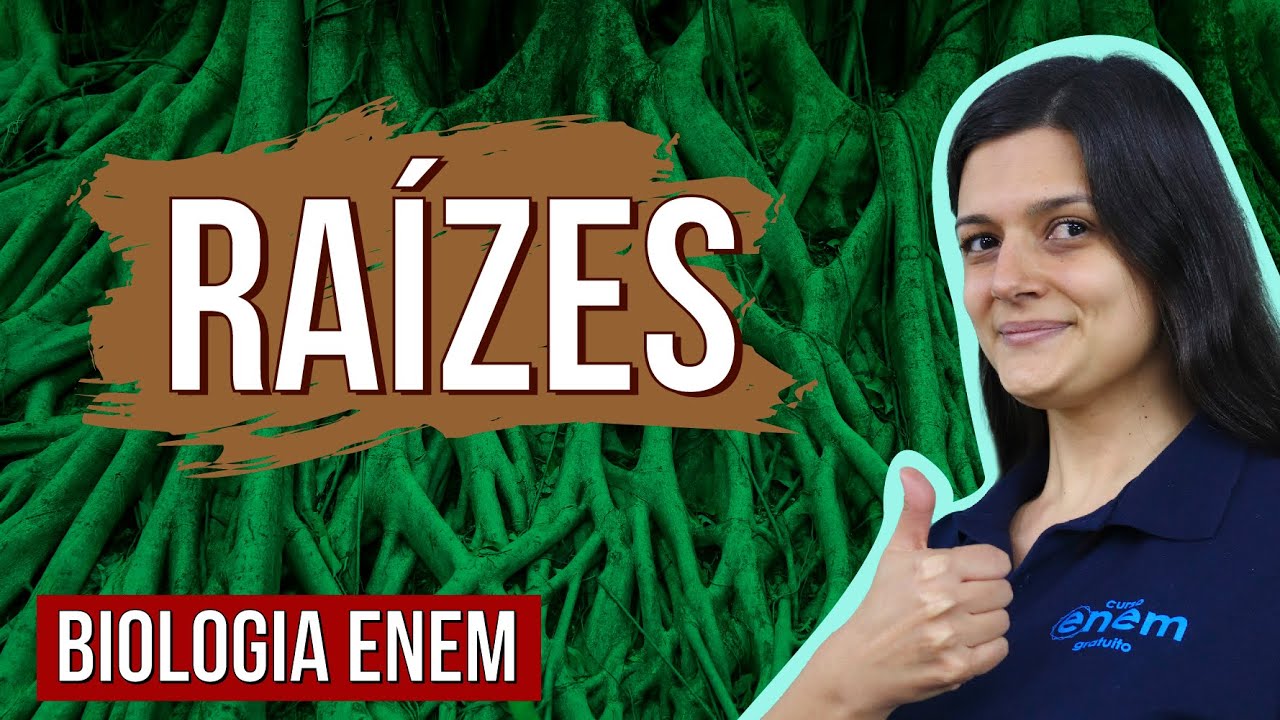 RAÍZES: Tipos, estrutura, características e funções | Resumo de Biologia Enem. Profe Claudia Aguiar