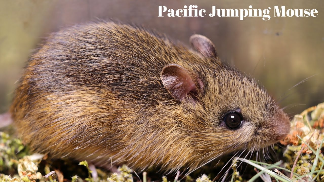 I Have Never Caught This Species Of Mouse Before - H.B. Sherman Mousetrap
