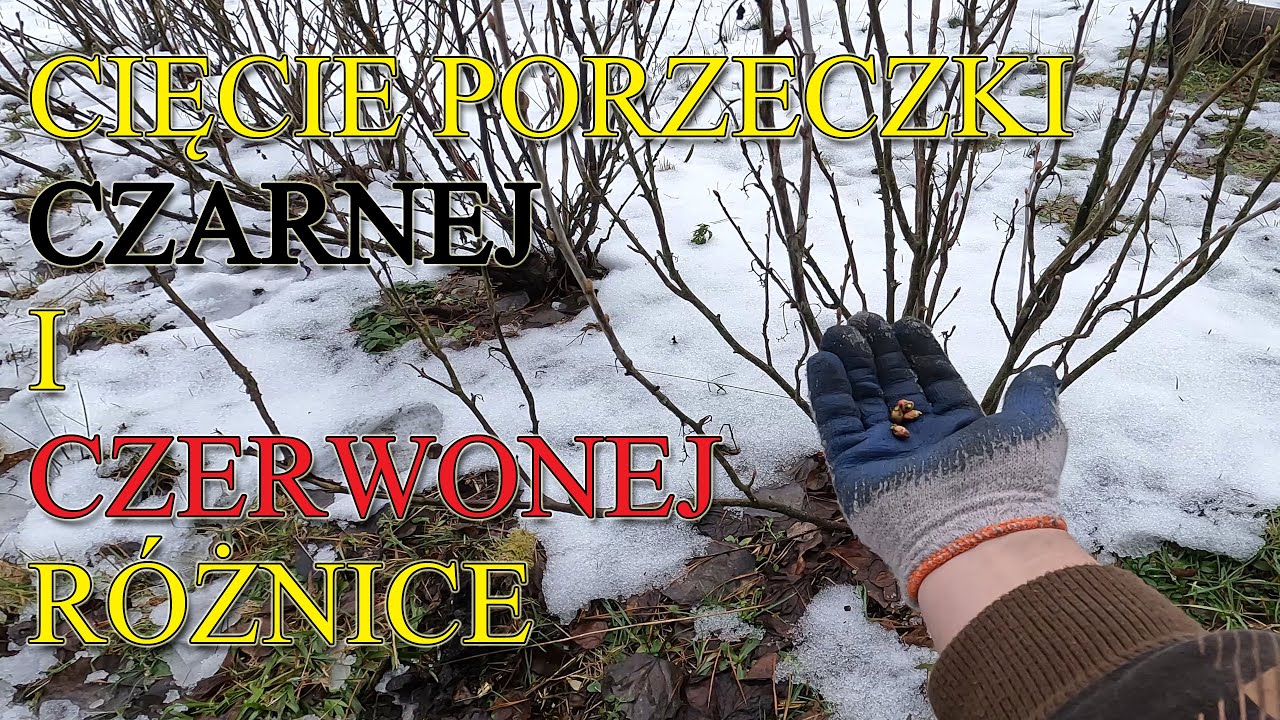 Cięcie porzeczki czarnej i czerwonej - różnice