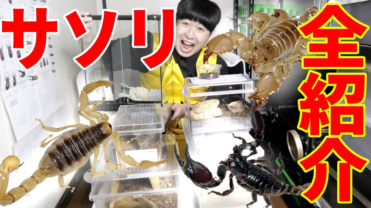 家で飼ってるサソリ全て見せます！