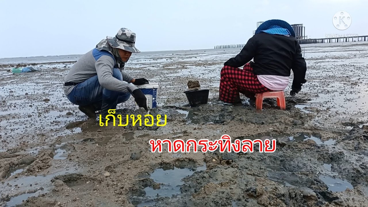 เก็บหอยหาดกระทิงลาย