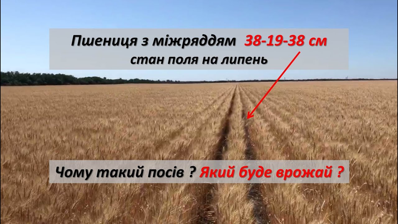 Україна Жнива 2020 рік - Прямий посів 2 рік | Пшениця сорт Конка з міжряддям 19 та 38 сантиметрів