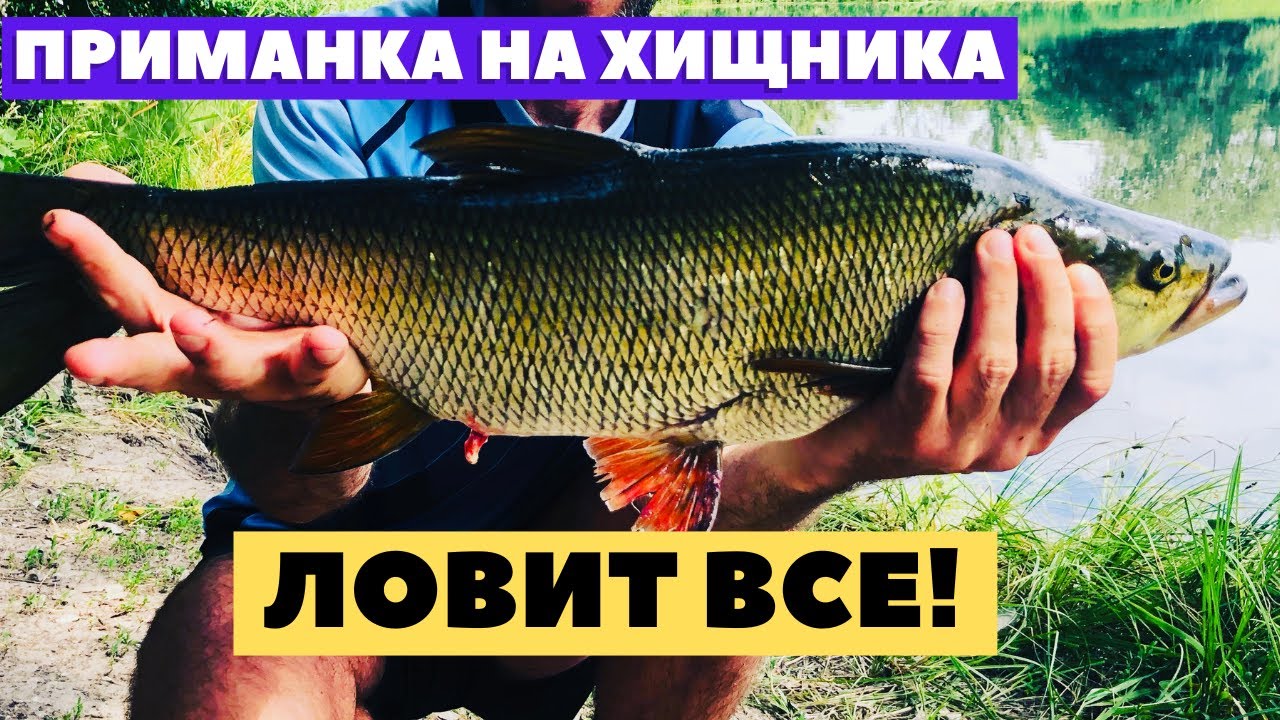 Лучшая приманка на хищника 