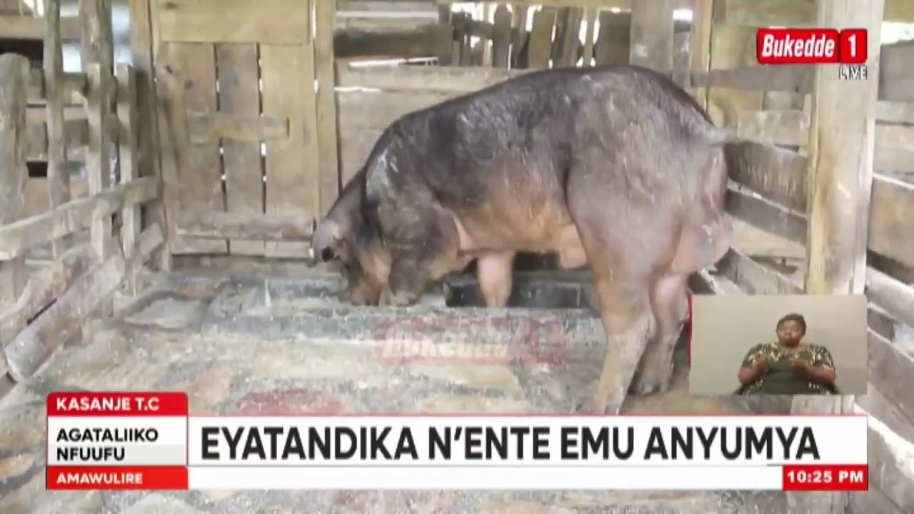Empaka z’omulimi asinga eyatandika n’ente emu lina embizzi ezisoba mu 200.