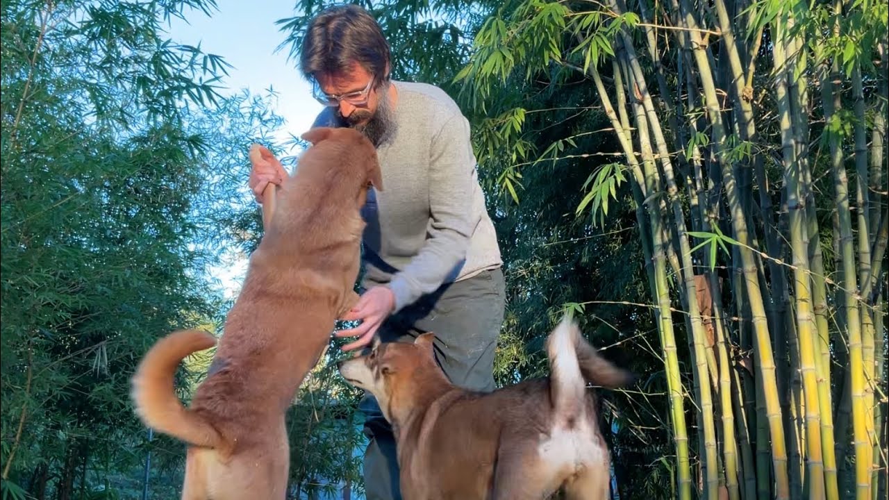 A Quiet Evening of Reading with my Dogs in the Thai Countryside 