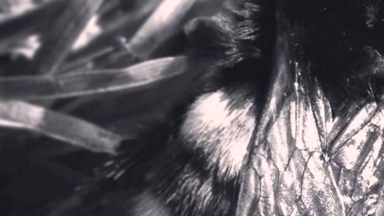Pretty As A Bee by Gorky's Zygotic Mynci