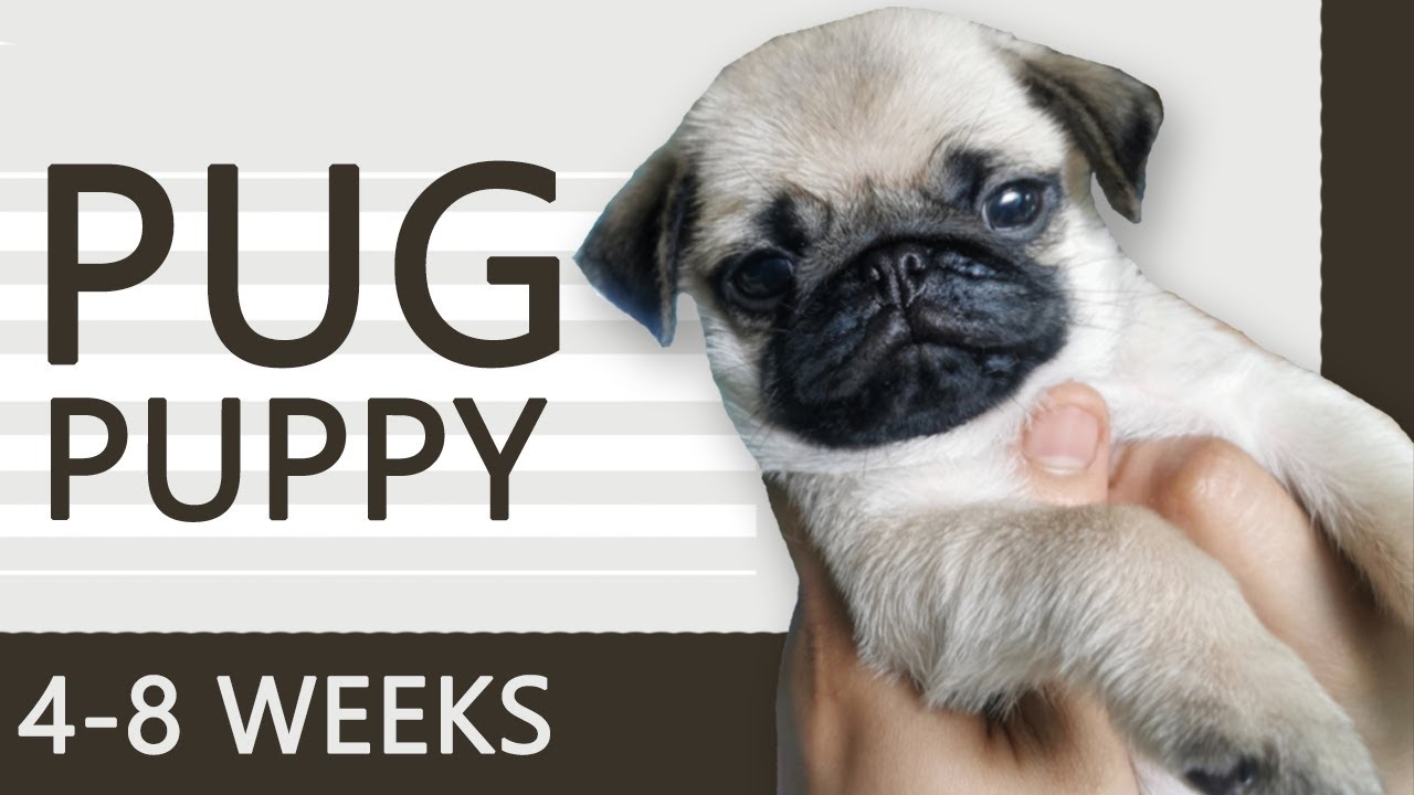 KEEPING UP WITH THE PUGLITOS | PUG PUPPIES FROM 4 - 8 WEEKS