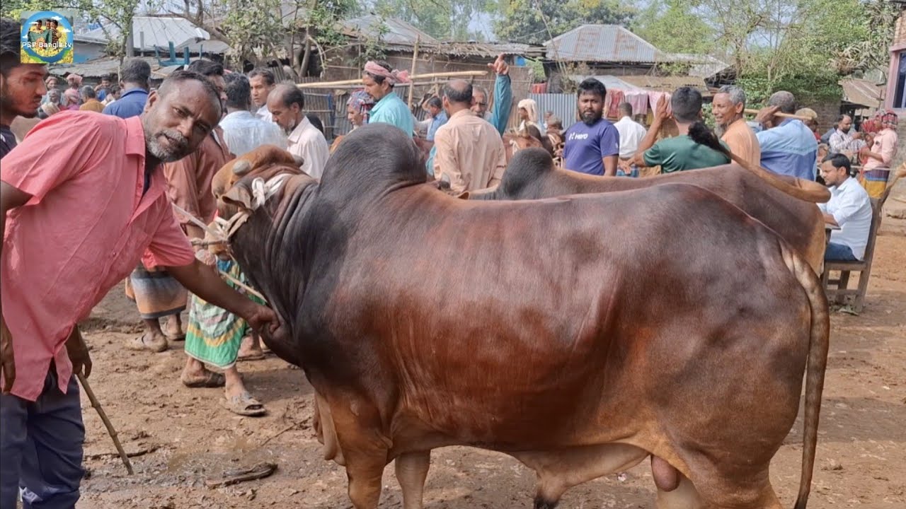 @ ১৪/৩/২০২৬|| খামার উপযোগী কুরবানির বড় বড় ষাঁড় গরুর দাম দিনাজপুরের কাহারোল হাটে||
