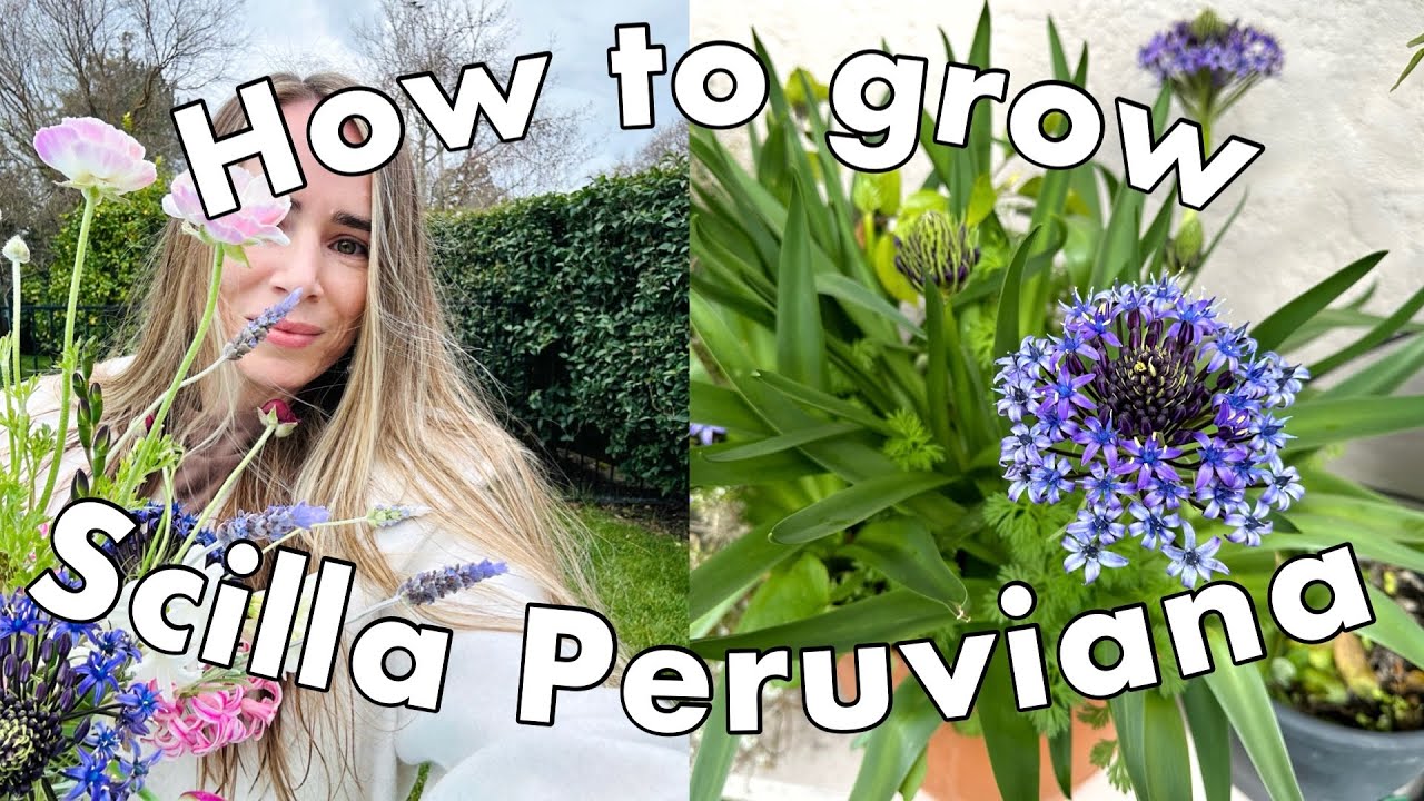 Scilla Peruviana (BULB to FLOWER!) // How to plant, grow, and harvest!