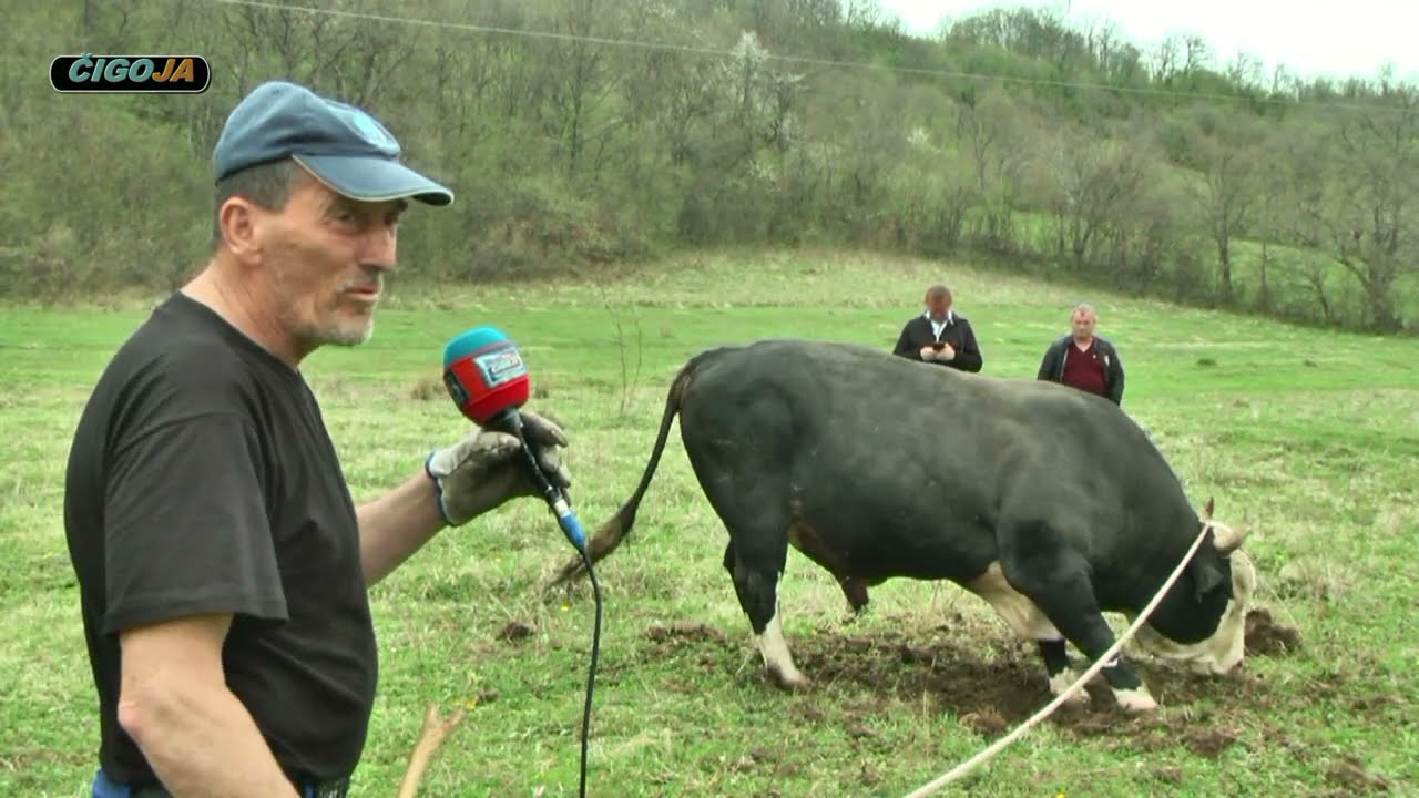 - KINIJA PONOSAN NA SVOGA BRIZANA
