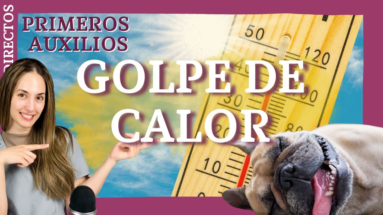 Golpe de Calor en Perros y Gatos: ¡Primeros Auxilios que DEBES Saber! 🌡️