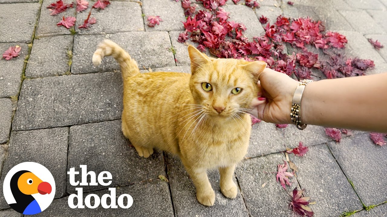 Watch Her Go From Stray Cat To Water Glass Princess | The Dodo