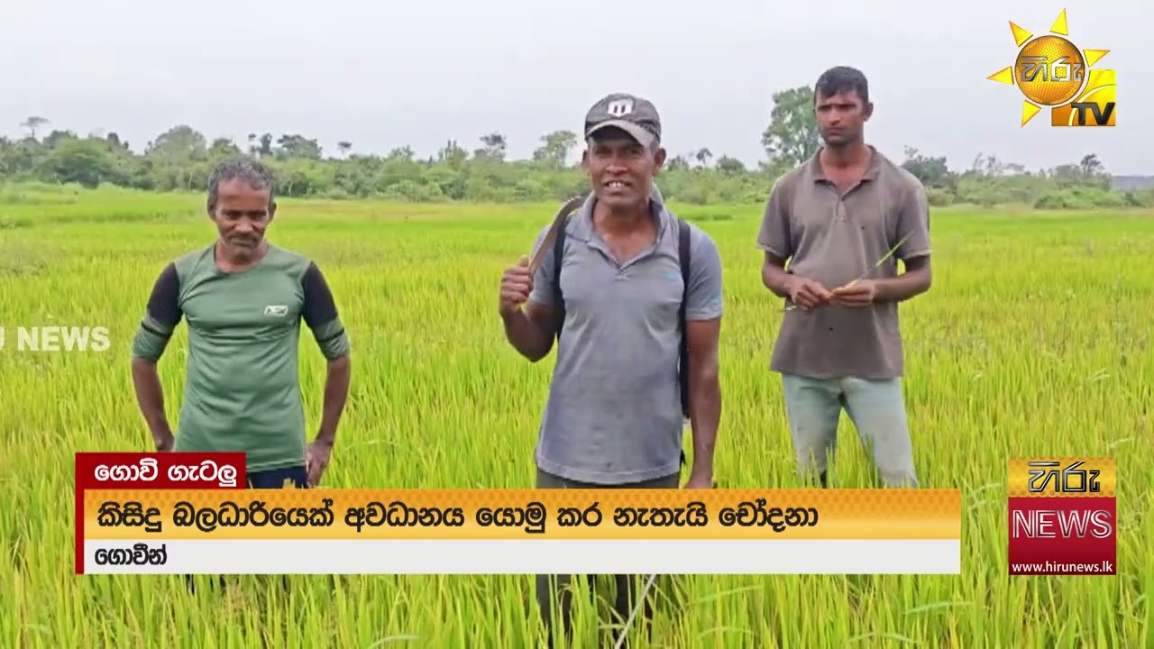 කුඹුරු අක්කර 2000 කට වැඩියෙන් තෘණ භූමි සඳහා දීමේ සූදානමක් ඇති බව ගොවීන්ගෙන් චෝදනා  - Hiru News