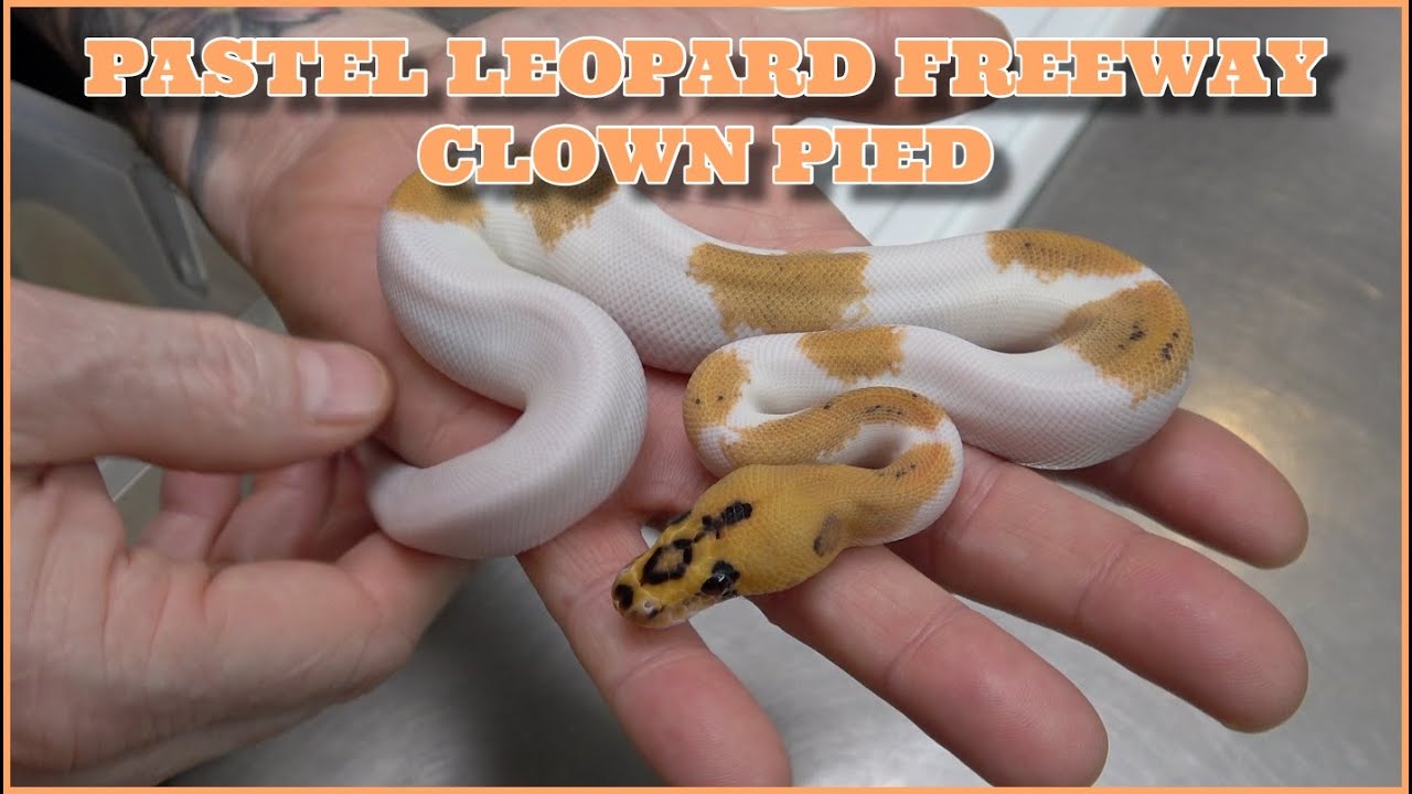 Introducing The Pastel Leopard Freeway Clown Pied! Insane Clutch Update