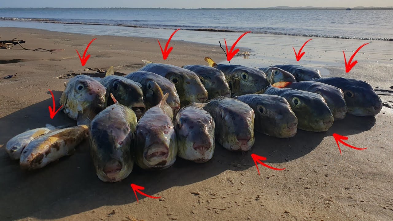 FOI UM ATRÁS DO OUTRO NUNCA VI ISSO EM NENHUMA PESCARIA É RECORDE BRASILEIRO SÓ PANCADA DE GIGANTE!!