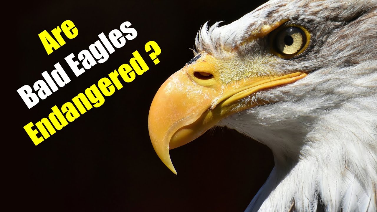 Are Bald Eagles Endangered?