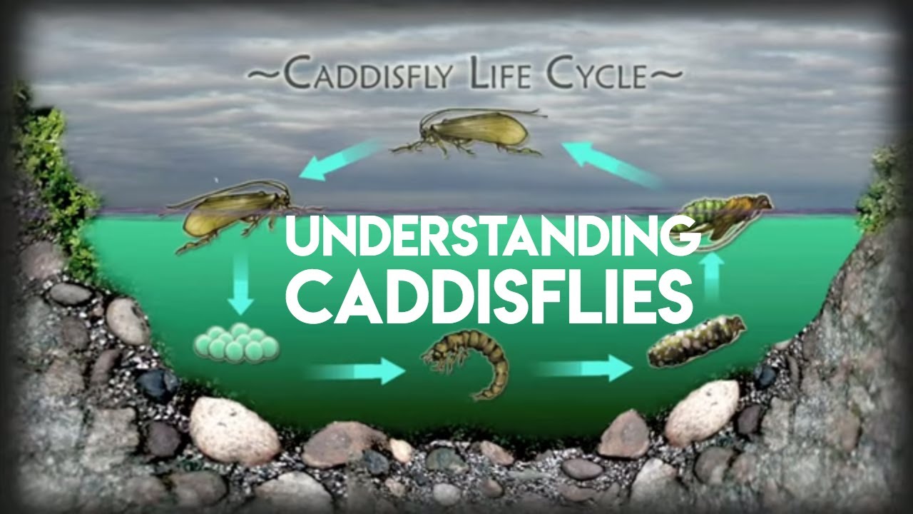 Caddis Fly Life Cycle  | Learn To Fly Fish