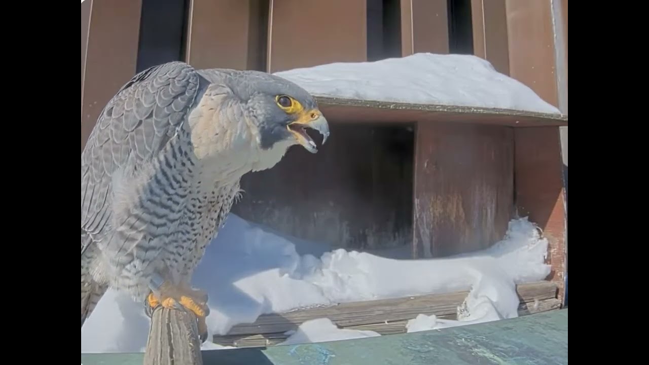 Harvard peregrines 31 jan 2026