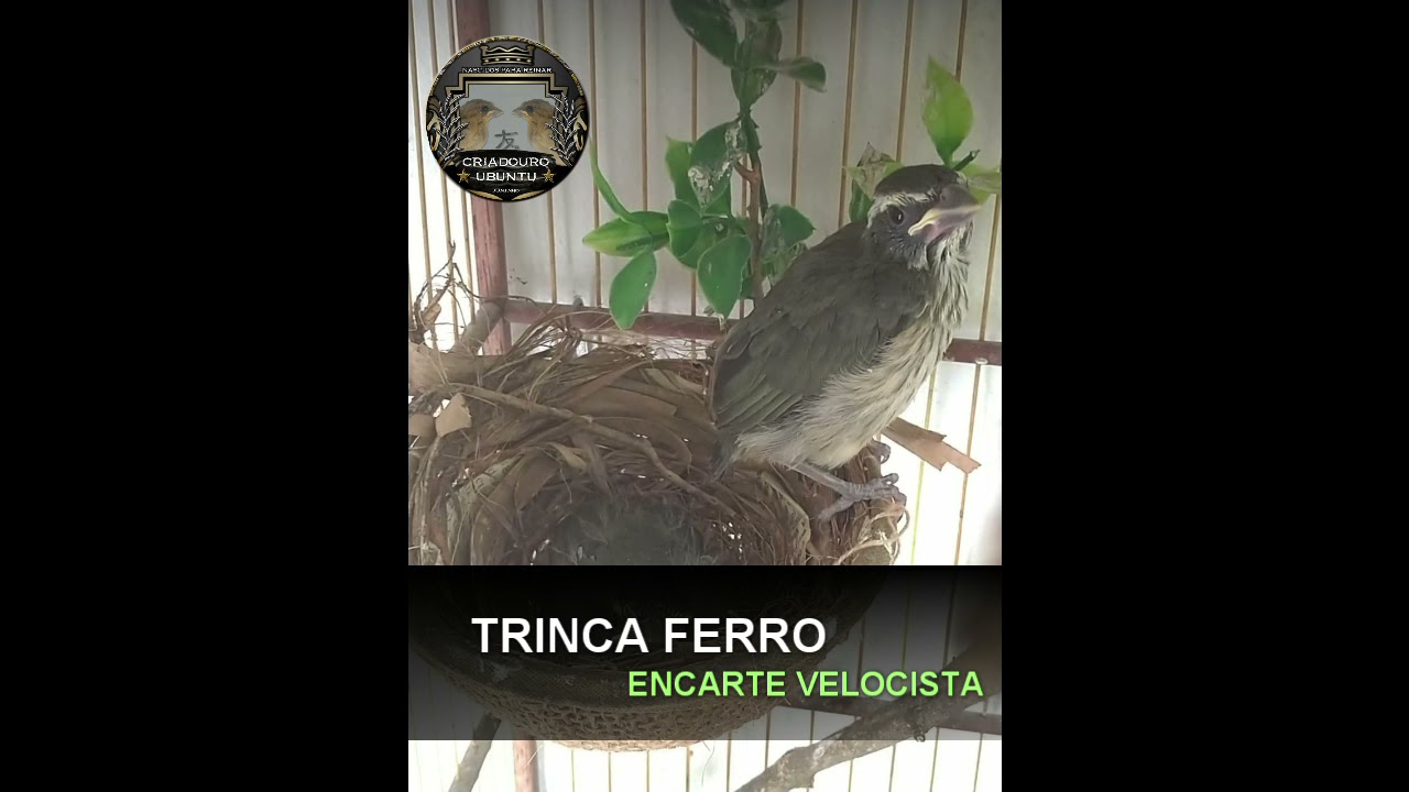 ENCARTE SEU TRINCA FERRO COM VELOCIDADE!!