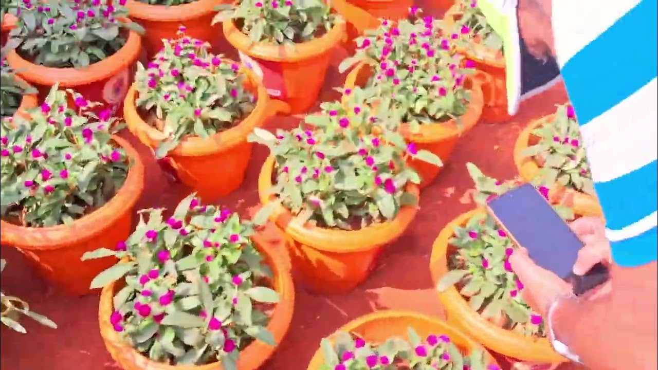 Flowers show mumbai 2026