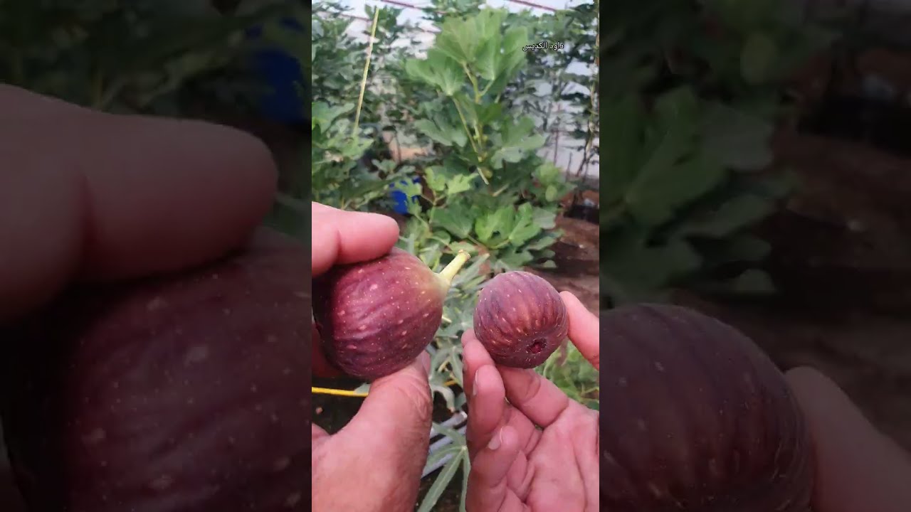 ٥٤ صنف مختلف من التين في بيت محمي مبرد واحد