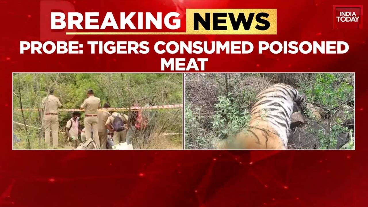 Karnataka Tiger Deaths: Breakthrough In Investigation, Three Suspects In Custody | India Today
