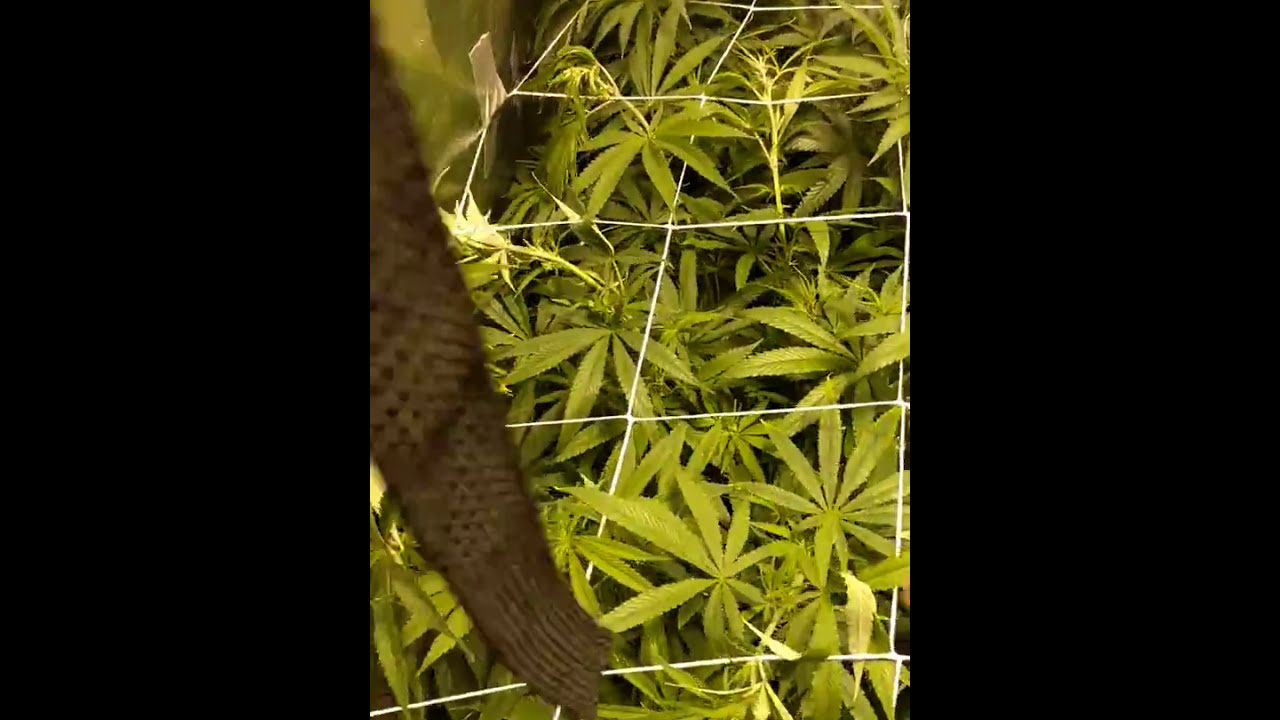 The purpose of scrogging