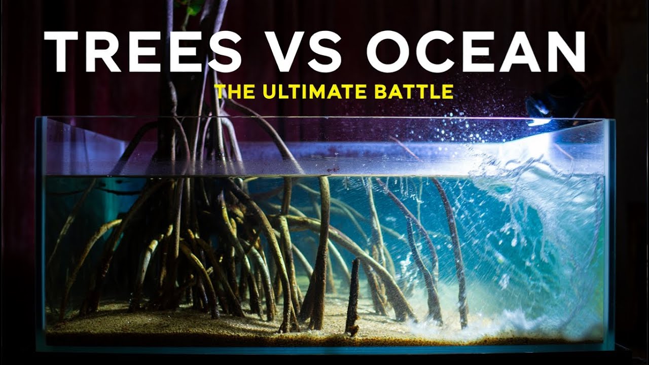 Simulating a Mangrove Forest for 100 Days!