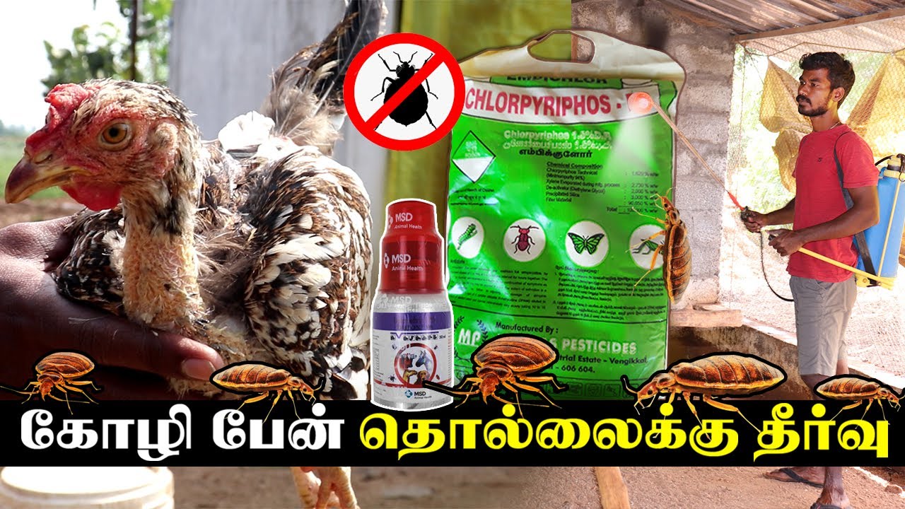 கோழி பேன் பிரச்சனைக்கு நிரந்தர தீர்வு  | Solution for Poultry Lice | Farming Business | திருவண்ணாமலை