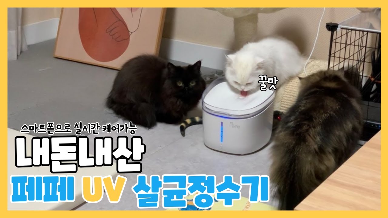 페페 강아지 고양이 uv 살균 정수기 내돈내산 후기