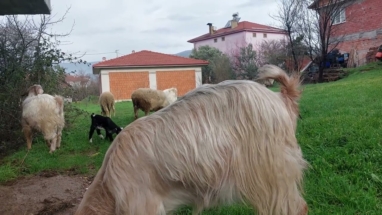 Keçi koyun sabah otlaması 